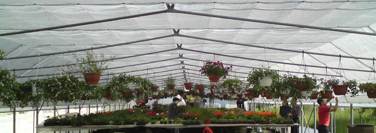 Zavjesa iznad tetive