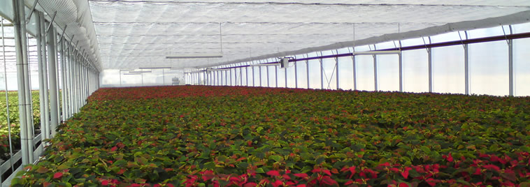 Zavjesa u spojenom plasteniku